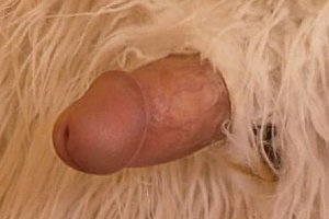 欧美熟妇free性xxxx∞